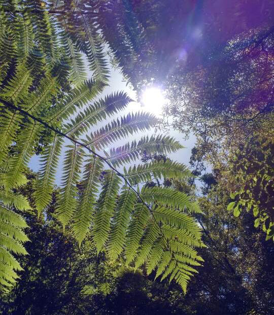 new-zealand-sunshine-through-trees
